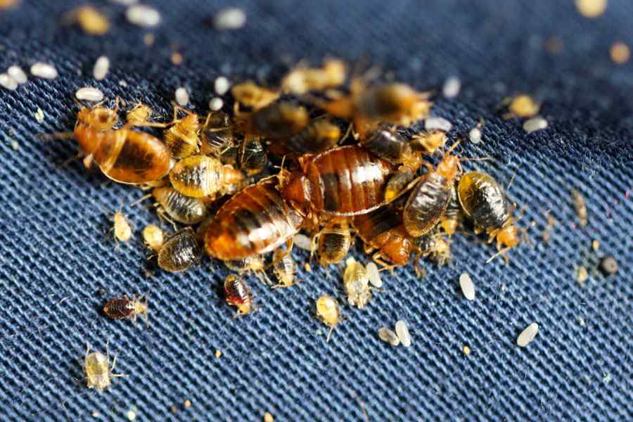 Bedbug control services